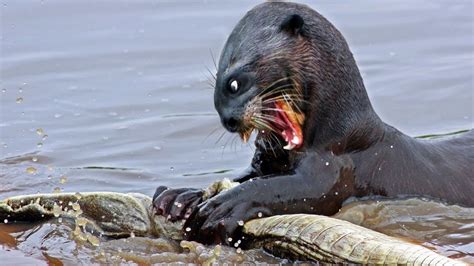Are otters predators. Things To Know About Are otters predators. 